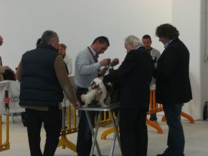 esposizione ragusa + chiuhuahua 005