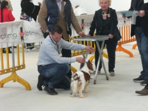 esposizione ragusa + chiuhuahua 007