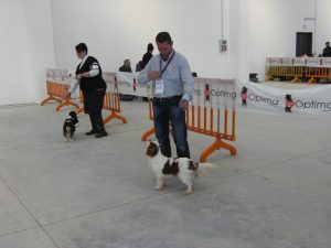 esposizione ragusa + chiuhuahua 011