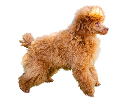 Annunci cani sicilia Barbone