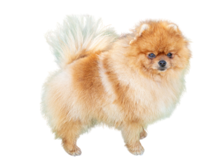 Annunci cani sicilia pitz tedesco