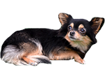 Annunci cani sicilia Chihuahua
