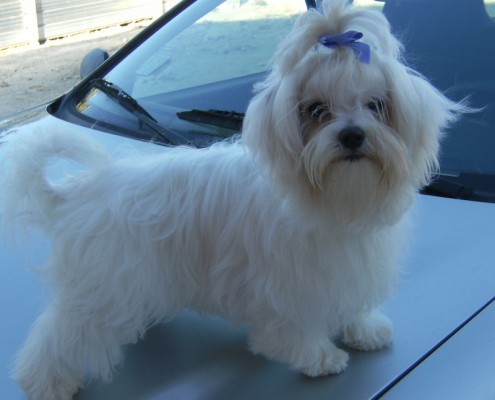 Maltese