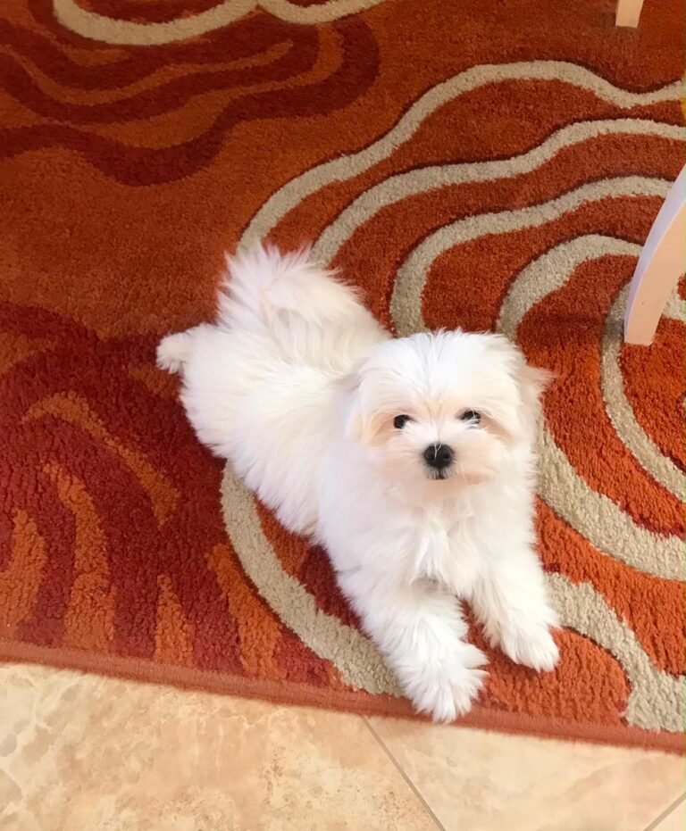 cuccioli-maltese-rg