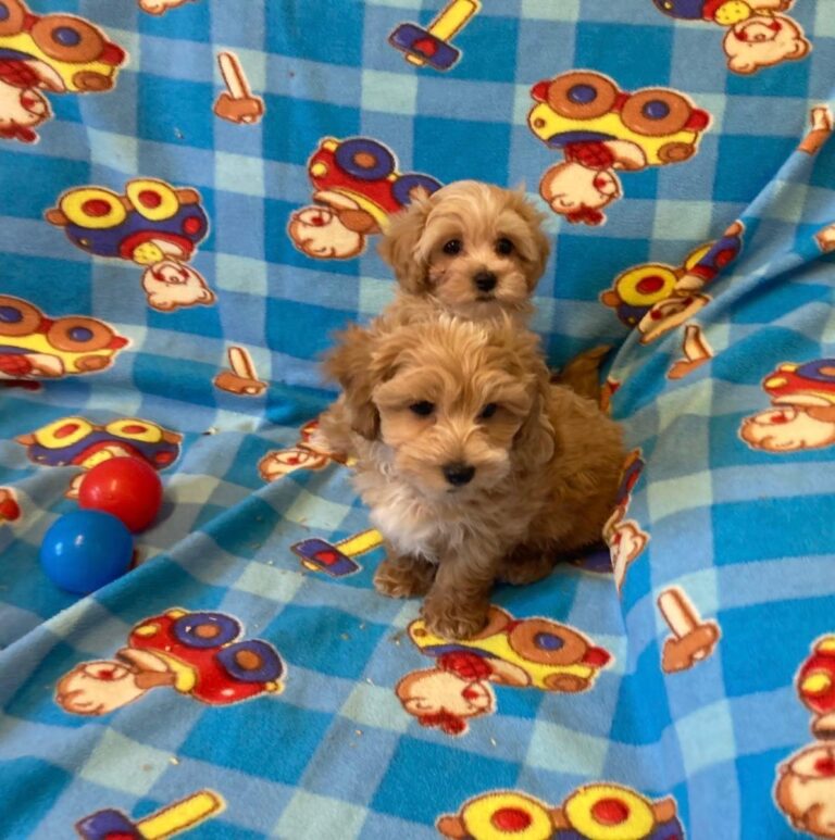 cuccioli-maltipoo