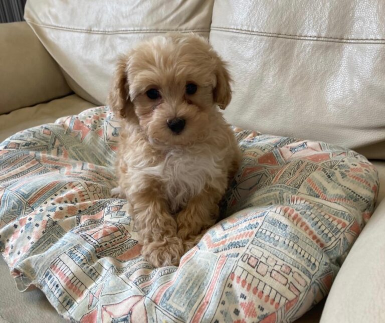 cuccioli-maltipoo-allevamento
