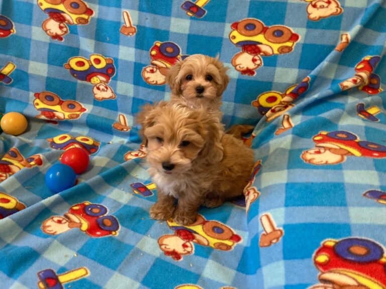 cuccioli-maltipoo-it