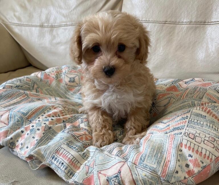 cuccioli-maltipoo-rg