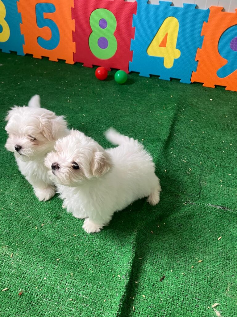 cuccioli-nati-maltese