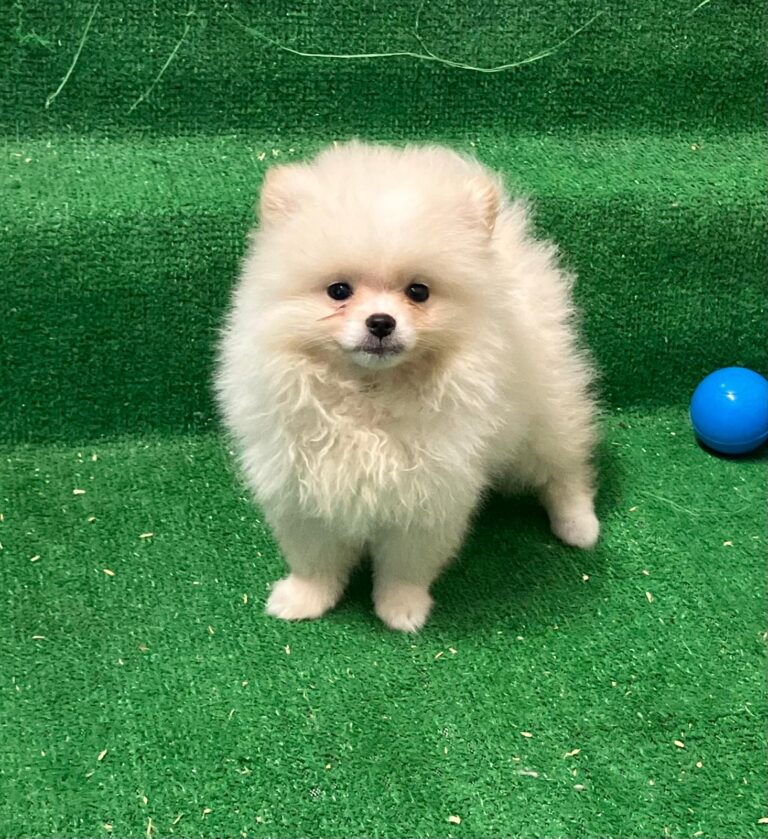 cuccioli-spitz-23-white