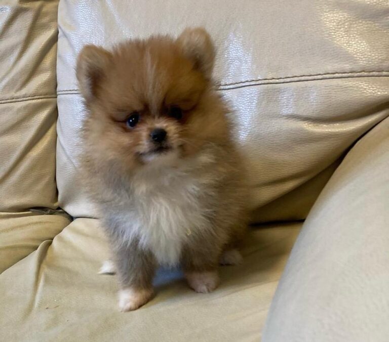 cuccioli-spitz-24