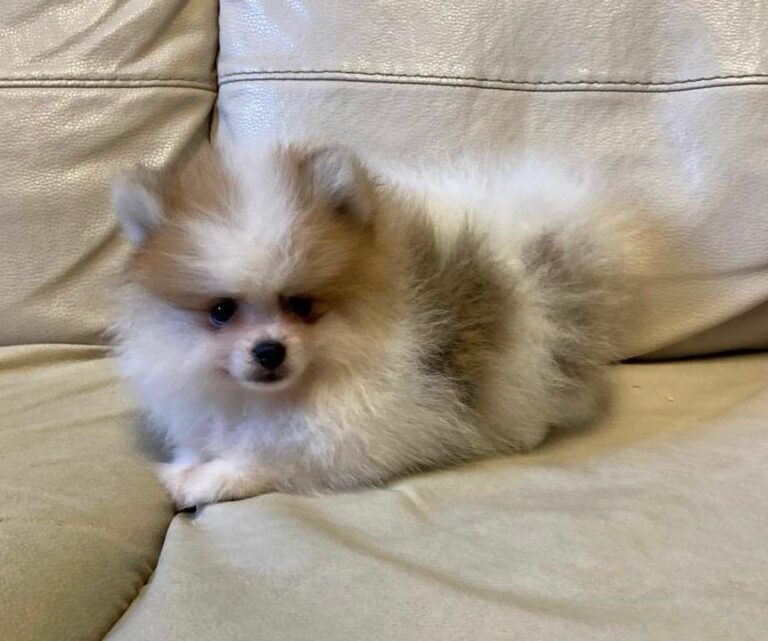 cuccioli-spitz-25