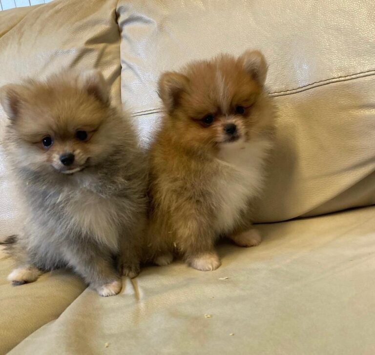 cuccioli-spitz-26