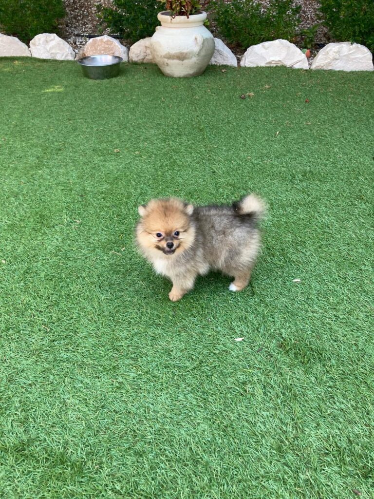 cuccioli-spitz-white-23