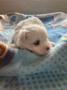 Cucciolata Maltese