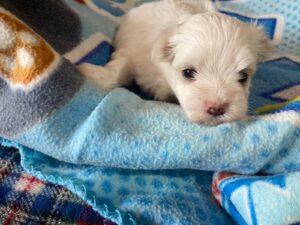 Cucciolata Maltese