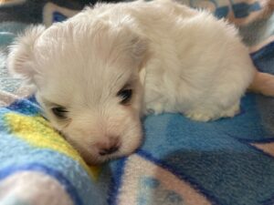 Cucciolata Maltese