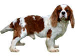 Annunci cani sicilia Cavalier King